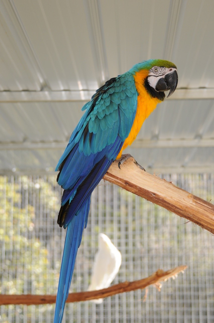 blue and yellow macaws